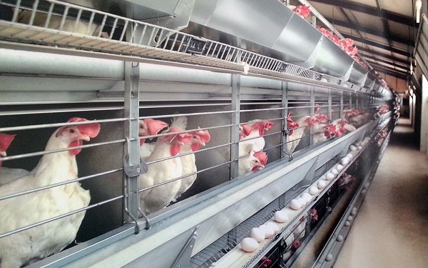 گزارش توجیهی کشاورزی طرح تکمیل واحد مرغ تخم گذار با نرم افزار کامفار Comfar