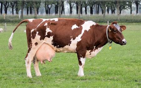 طرح پرورش گاو شیری 100 راسی با نرم افزار کامفار Comfar